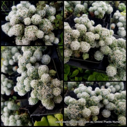 Thimble Cactus x 1 Plant Mammillaria gracilis fragilis vetula White cacti succulent Powder Puff Pincushion Tussock Tassel Garden plants Indoor Outdoor pot